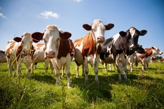 Image Cows in a field