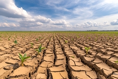 dry cracked soil in the heat.