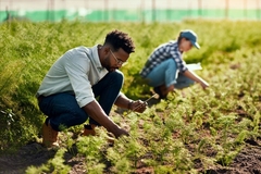 Image People planting in a field