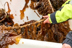 Image Seaweed.
