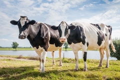 Image Cows in a field