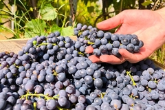 A person holding a bunch of grapes.