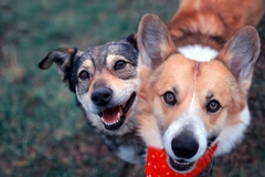Image Two dogs playing happily in a park.