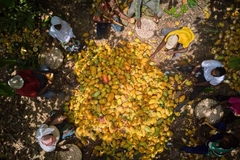 Image Cocoa farmers