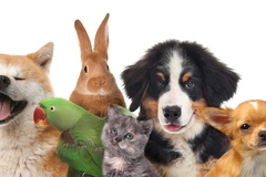 Dogs, cat, rabbit, parrot in group