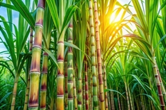 Image Sugar cane growing in the field