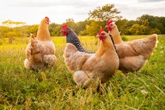 Chickens on a farm