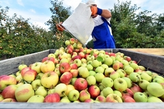 Image An apple farm.