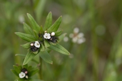 Image Flowering Ahiflower plant.