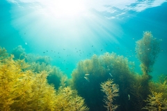 Image Algae under water with sunlight.
