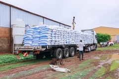 Image FAO distributes sorghum in Sudan.