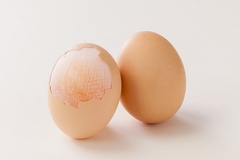 Image Eggshell membrane