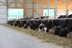 Image Cattle.