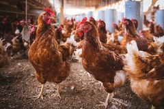 The global poultry industry is set for growth in 2025