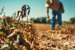 Image Drought crops.