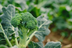 Broccoli in field