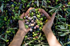 Image Olives