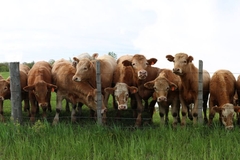 Image Cattle.