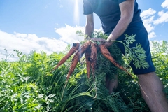 A carrot farmer.