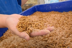 Image mealworms in the palm of a hand.