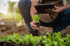 Image Monitoring crops