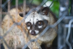 Image PETA investigation uncovers animal suffering on Indonesian kopi luwak farms.