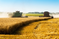 Image Grain fields.