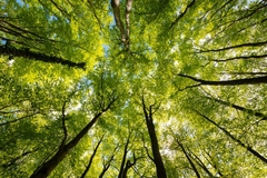 The tops of trees looking up.