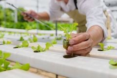 Image AI farming.