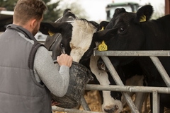 Image A farmer tending to cows.
