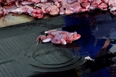 Image (Image credit: PETA)
