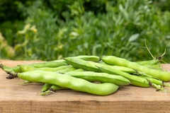 Fava beans are an alternative plant-based protein source