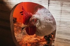 Image A chicken.