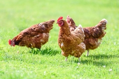 Image Chickens on grass