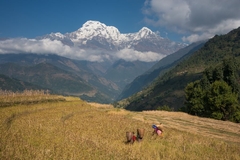 Image Women harvesting millet with Annapurna range in background