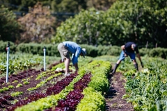 An EU farm.