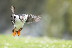 Image Sand eels are a staple food for puffins