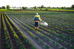 a worker spraying insecticides on crops in the field