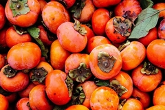 Persimmon