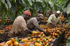Image Farmers will be affected by declining cocoa yields in key African growing regions.