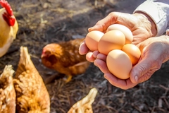 Eggs in hands