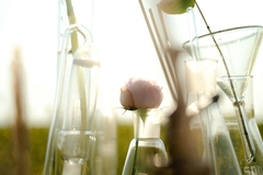 Test tubes with flowers in nature