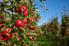 Image Apple orchard