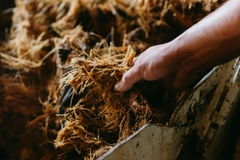 Image A hand holding biomass