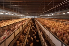 Image Chicken farm.