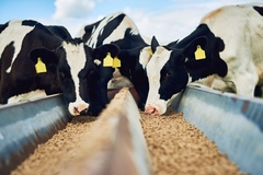 Image Cows eat feed from a trough.