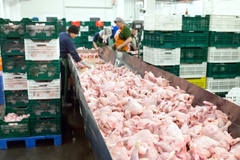 Image Chicken workers