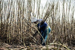 Sugar cane being farmed