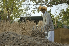 Image Man working in castor bean plantation