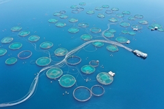 Image Aerial drone photo of sea bass and sea bream fishery in deep blue sea